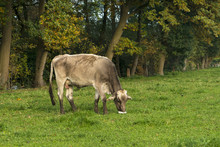 Cow Grazing In A Meadow_North Rhine-Westphalia_Germany