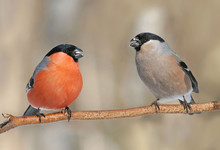 A Pair Of Bullfinches On Branch In The Park