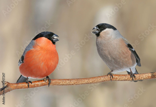 Fototapeta dla dzieci a pair of bullfinches on branch in the Park