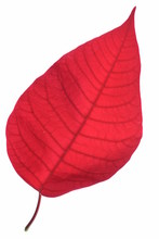 Single Red Leaf Isolated On White Background