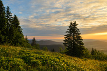 Nice Golden Light On Top Of The Feldberg.
Feldberg Is The Highest Mountain In Black Forest, Germany.