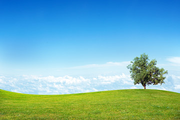 Wall Mural - summer landscape picture