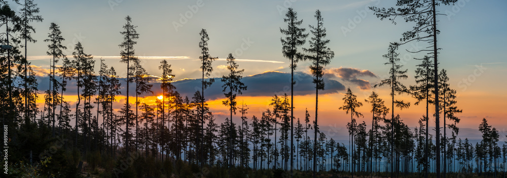 Sunrise in the forest - panorama - obrazy, fototapety, plakaty 