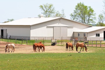 Poster - Horse Farm