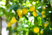 Bunch Of Fresh Ripe Lemons On A Lemon Tree Branch