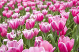 Fototapeta Tulipany - Różowe tulipany