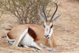 Stado Springbok - skoczników antylopich - na drodze na Pustyni Kalahari