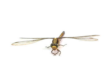dragonfly macro isolated on white background
