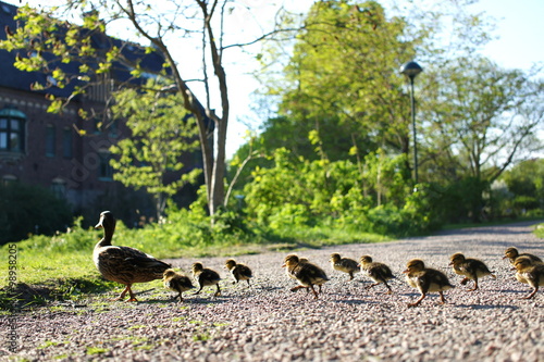 刷り込み 小鳥 親鳥 鳥の親子 アヒル Imprinting Of Birds Stock Photo Adobe Stock