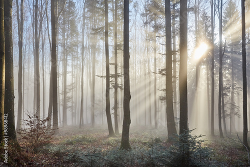 Sun rays through the foggy forest