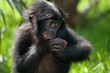© gudkovandrey - Baby Bonobo is sitting on the grass. Democratic Republic of Congo. Lola Ya BONOBO National Park. An excellent illustration.
