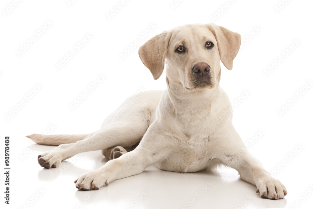 Golden Labrador Retriever Stock Photo | Adobe Stock