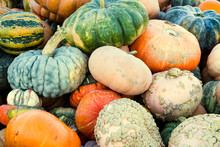 Pumpkin Picking. Halloween And Fall Concept
