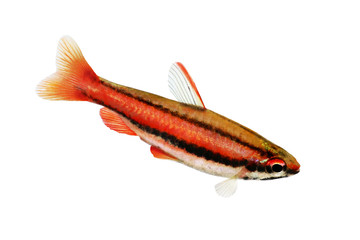 Coral Red Arc Pencilfish Nannostomus mortenthaleri aquarium Pencil fish