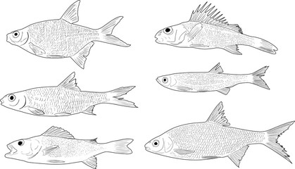 set of six freshwater fishes on white