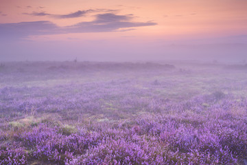 fog over blooming heather in the netherlands at dawn