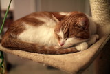 Fototapeta Zwierzęta - rudy kot na drapaku