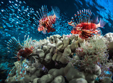 Fish With Coral Reef
