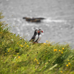 Wall Mural - Two Icelandic puffins at remote islands in Iceland, summer, 2015