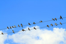 Birds Against The Sky