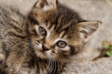 Wall Mural - Cute small cat