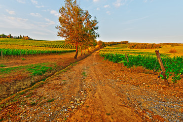 Vineyard