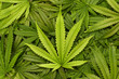 Big Marijuana Leaf Close Up with Texture Background of Cannabis Leaves in a Pile