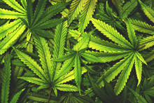 Cannabis Texture Marijuana Leaf Pile Background With Flat Vintage Style