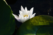 White Water Lily Flower Floating On Lake Surface