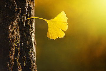 Golden Ginko Biloba leaf in a bark of tree