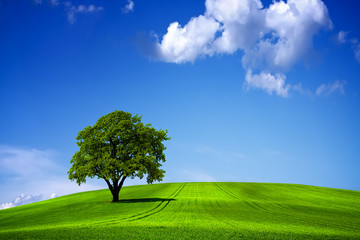 Green nature landscape and blue sky