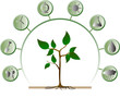 main factors of Plant icon concept design vector