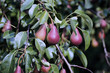 Juicy red pears on branches in a garden