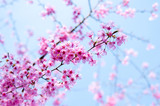 japanese cherry blossoms SAKURA