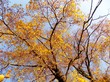 Yellow leaves on tree in autumn