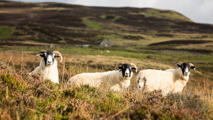 Scottish sheep trio