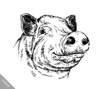 Brush Painting Ink Draw Pig Illustration