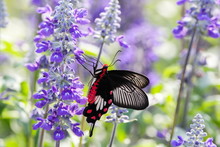 Common Rose Butterfly On Blue Salvia Flower