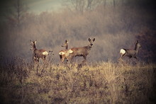 Beautiful Image With Roe Deers