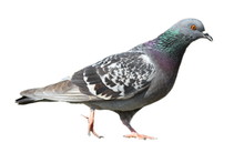 Isolated Feral Pigeon Walking