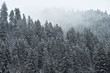 Snowfall on a pine tree forest