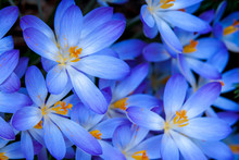 Blue Zwanenburg Crocus Bloom
