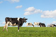 © gozzoli - Black and white Holstein dairy cow on the skyline  in lush green pasture standing on the skyline in evening light