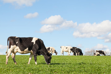 black and white holstein dairy cow grazing on the skyline in a green pasture against a blue sky with