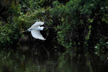 Snowy Egret Flying Over Dark Water With Its Wings Outstretched In Florida.