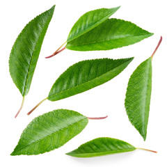 Fototapete - Cherry leaf. Collection isolated on white