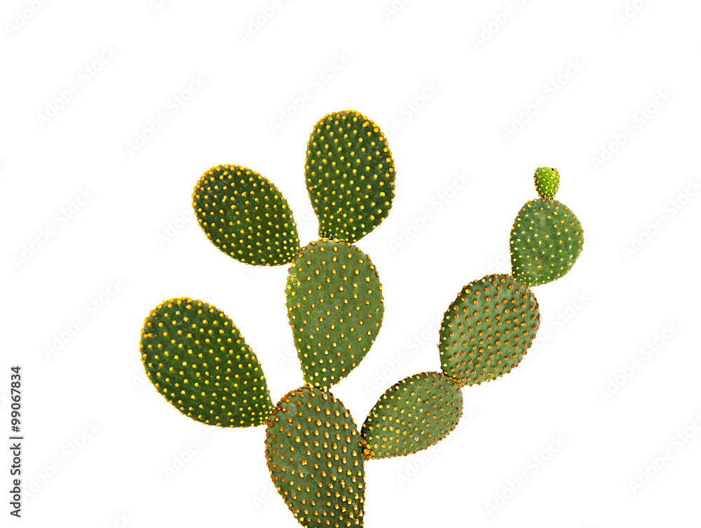 Opuntia cactus isolated on white background - obrazy, fototapety, plakaty 