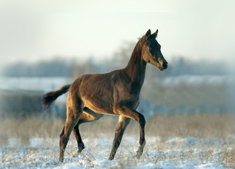 Wall Mural - little foal has fun in snow