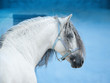 white andalusian horse on bright blue wall background portrait