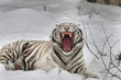 A yawning white bengal tiger, lying on fresh snow.
